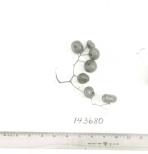 Click for 1 image(s) for this accession. FRUIT